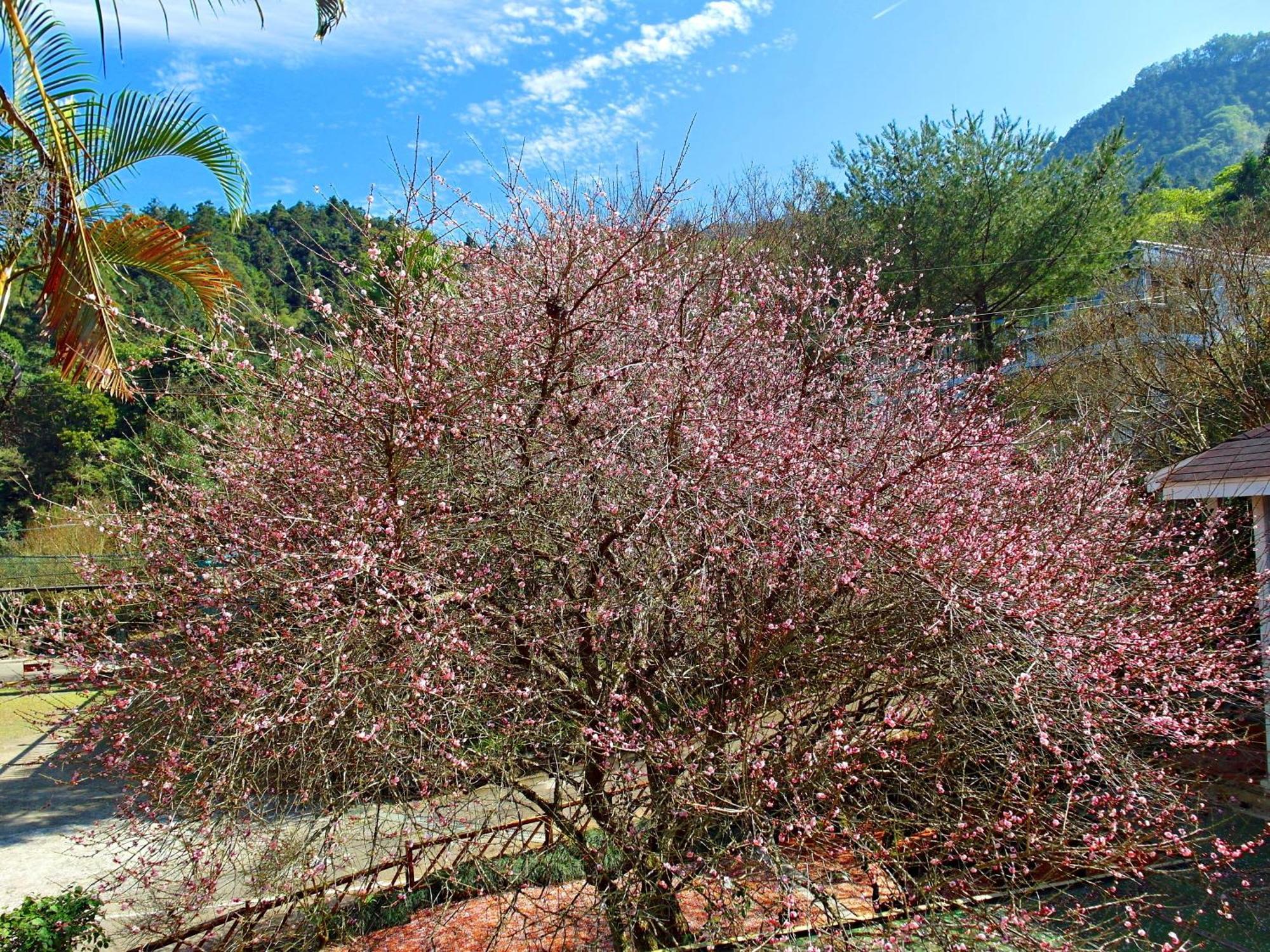 Li Jin Kuan Homestay Nanzhuang Bagian luar foto